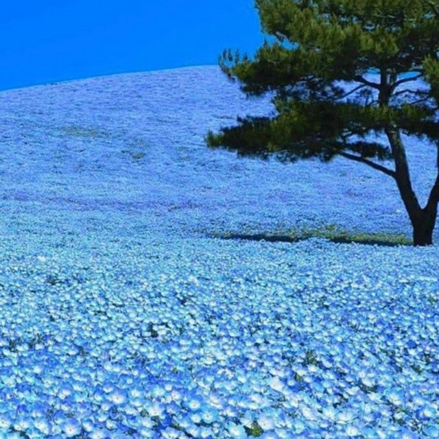 Blue Lillie