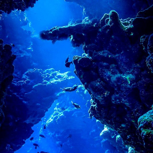 under the sea